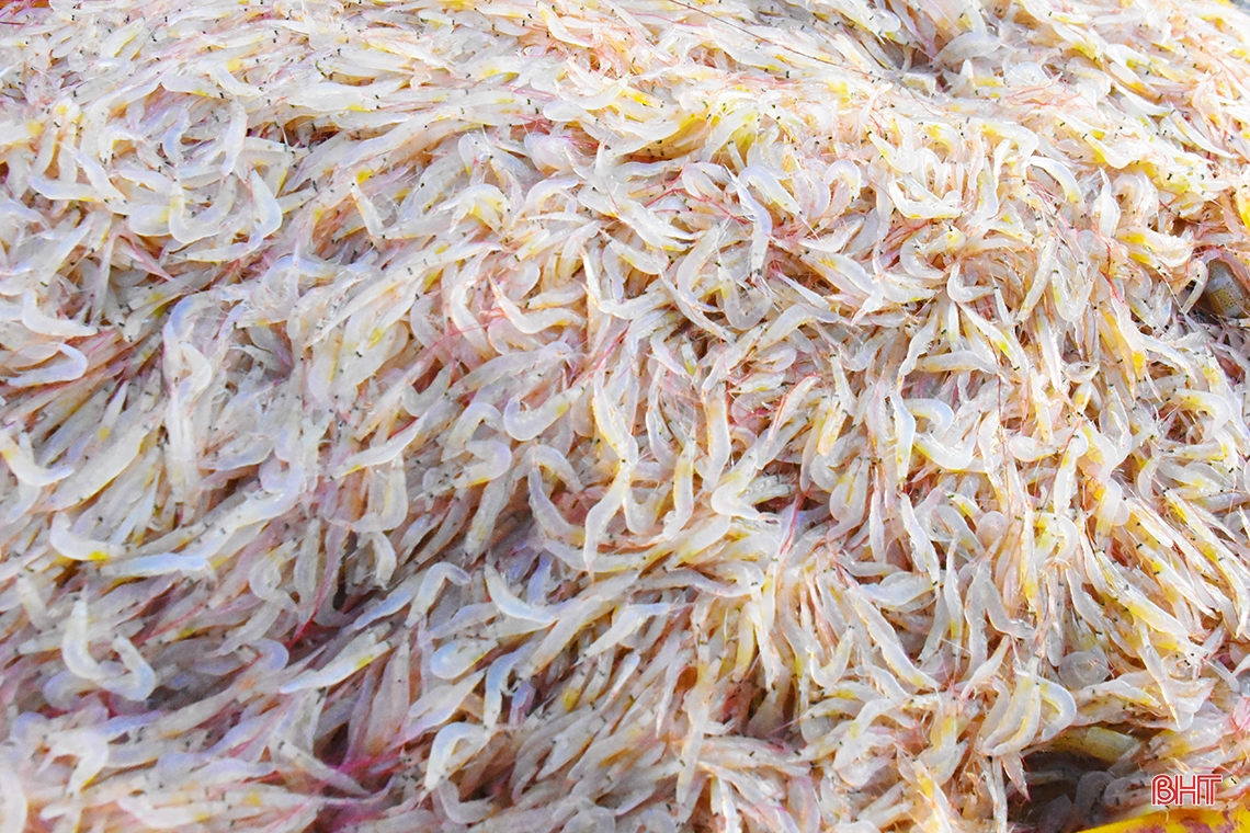 Ngư dân Hà Tĩnh trúng đậm “lộc biển”