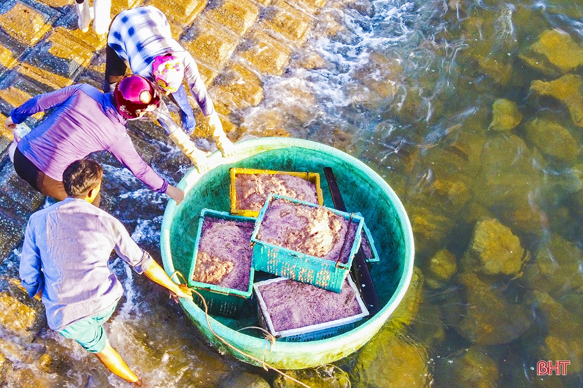 Ngư dân Hà Tĩnh trúng đậm “lộc biển”