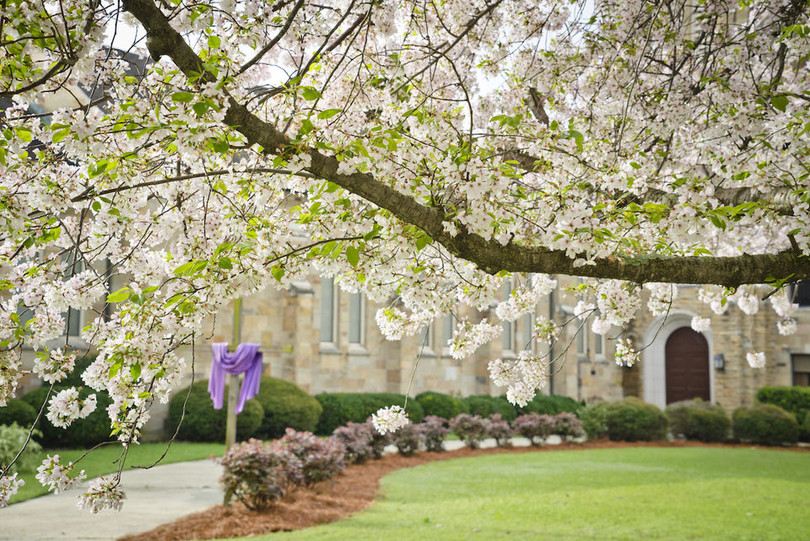 “Thủ đô hoa anh đào của thế giới” rực rỡ khi vào mùa