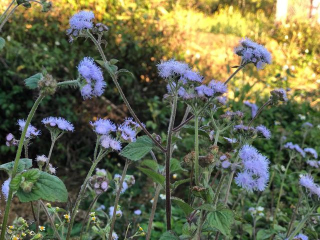 Mê mẩn những cánh đồng hoa đẹp như thiên đường ở Mộc Châu