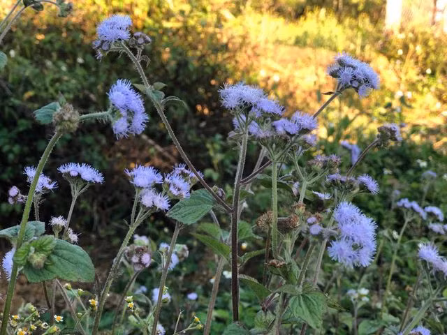 Mê mẩn những cánh đồng hoa đẹp như thiên đường ở Mộc Châu