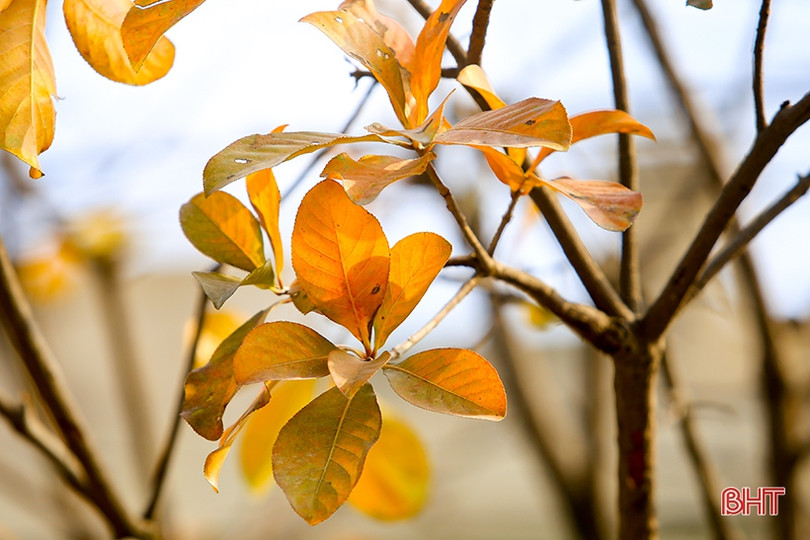 Ngỡ ngàng ngắm lộc vừng mùa thay lá ở Thành Sen