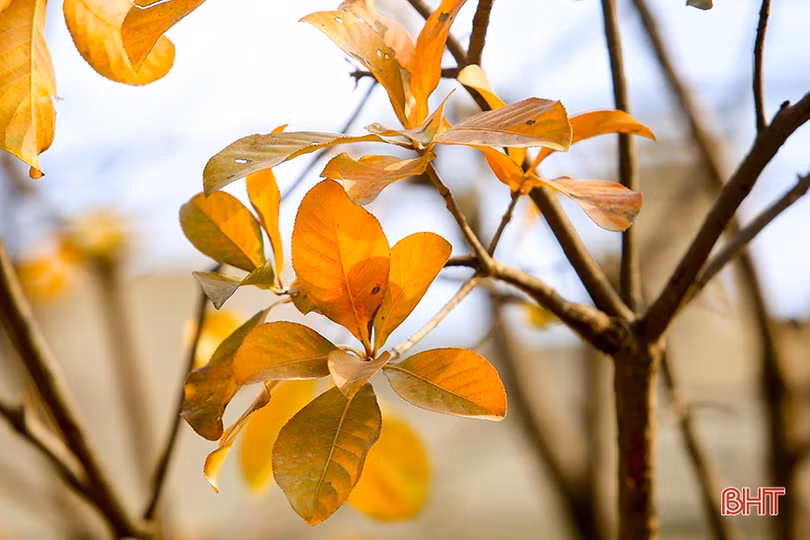 Ngỡ ngàng ngắm lộc vừng mùa thay lá ở Thành Sen
