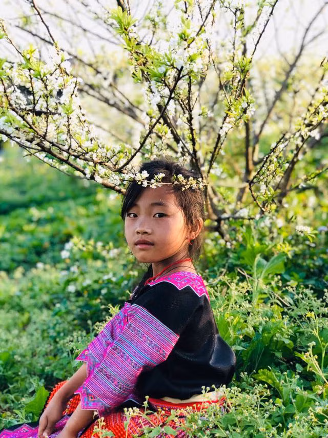 Mê mẩn những cánh đồng hoa đẹp như thiên đường ở Mộc Châu