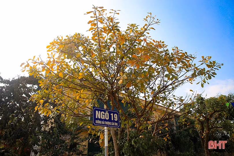 Ngỡ ngàng ngắm lộc vừng mùa thay lá ở Thành Sen