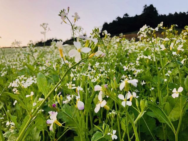 Mê mẩn những cánh đồng hoa đẹp như thiên đường ở Mộc Châu