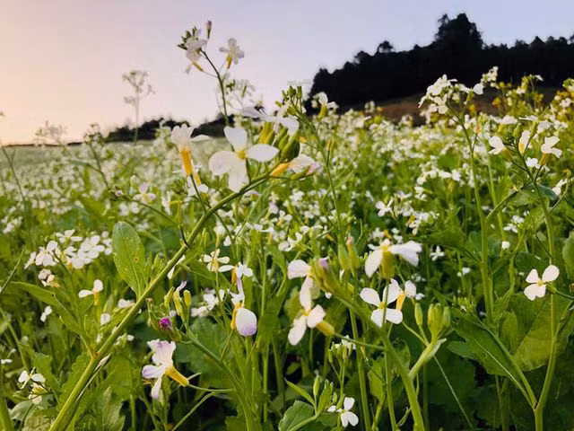 Mê mẩn những cánh đồng hoa đẹp như thiên đường ở Mộc Châu