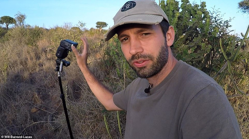 Cận cảnh con báo đen cực hiếm lần đầu tiên được phát hiện ở châu Phi trong 100 năm