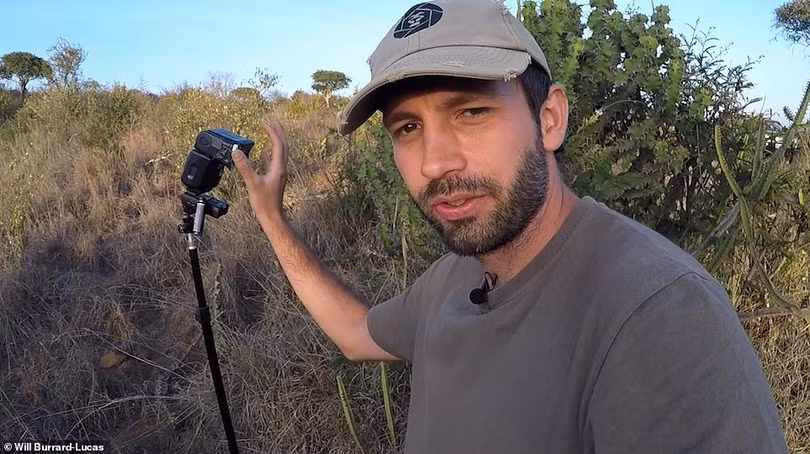 Cận cảnh con báo đen cực hiếm lần đầu tiên được phát hiện ở châu Phi trong 100 năm