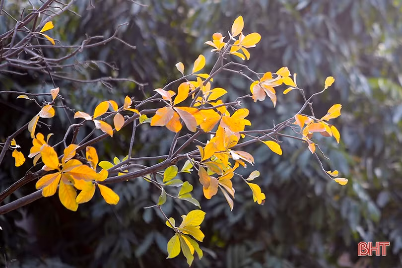 Ngỡ ngàng ngắm lộc vừng mùa thay lá ở Thành Sen