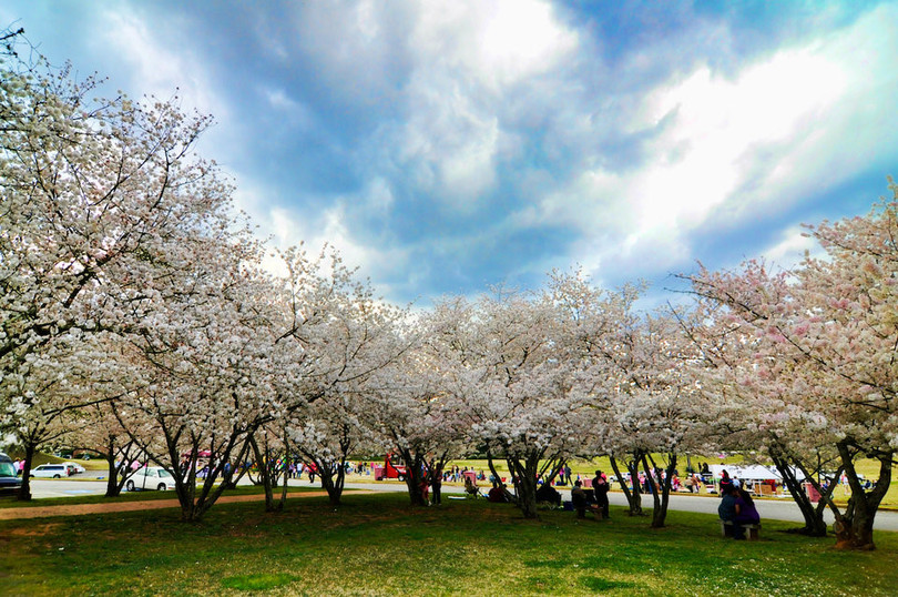 “Thủ đô hoa anh đào của thế giới” rực rỡ khi vào mùa