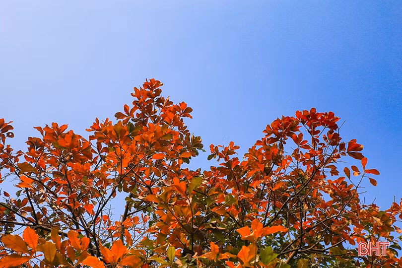 Ngỡ ngàng ngắm lộc vừng mùa thay lá ở Thành Sen