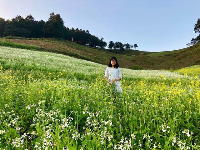 Mê mẩn những cánh đồng hoa đẹp như thiên đường ở Mộc Châu