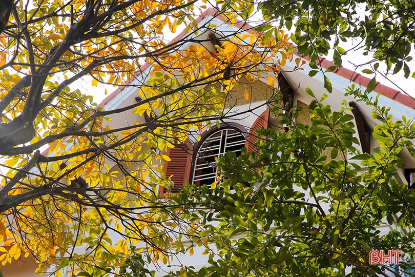 Ngỡ ngàng ngắm lộc vừng mùa thay lá ở Thành Sen