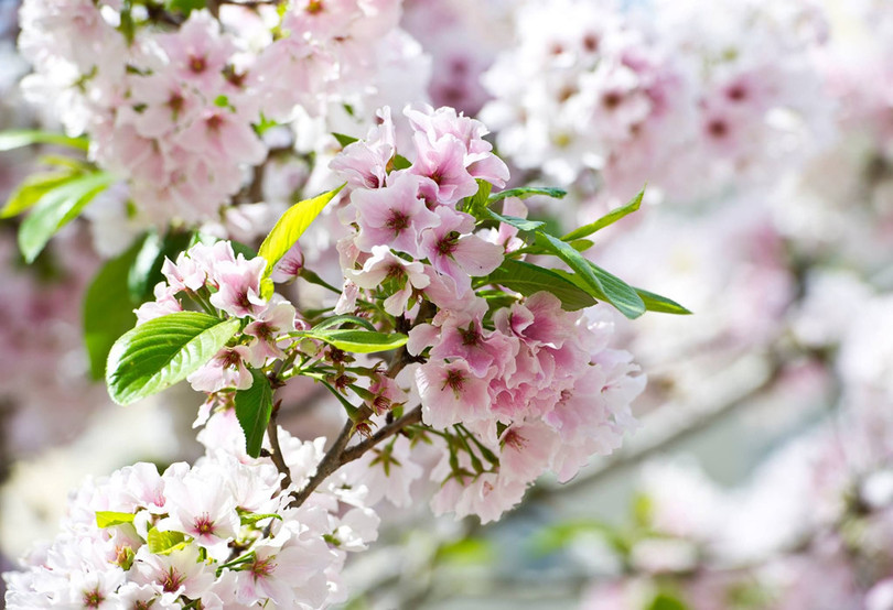 “Thủ đô hoa anh đào của thế giới” rực rỡ khi vào mùa