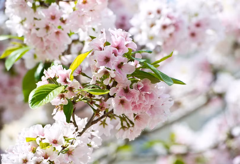 “Thủ đô hoa anh đào của thế giới” rực rỡ khi vào mùa