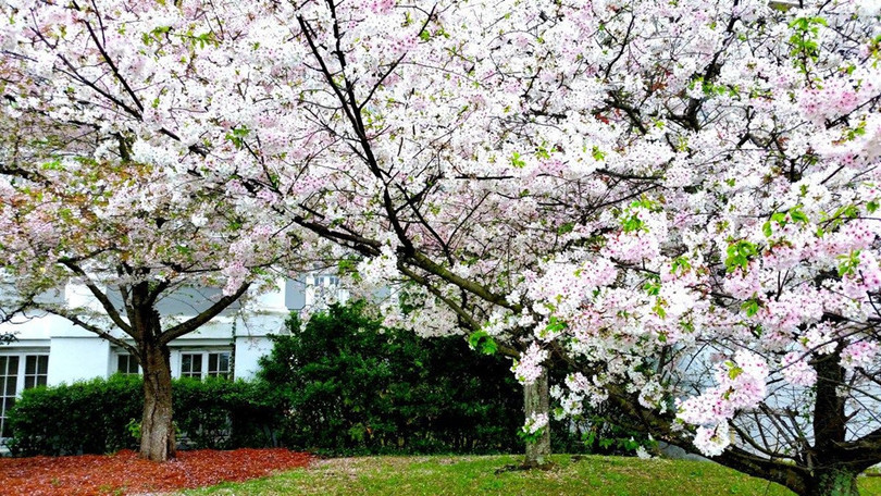 “Thủ đô hoa anh đào của thế giới” rực rỡ khi vào mùa
