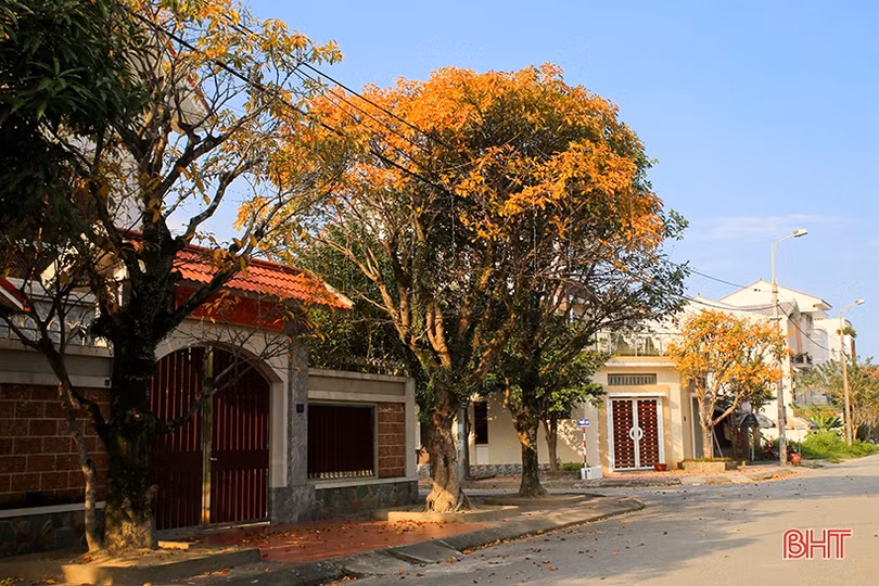 Ngỡ ngàng ngắm lộc vừng mùa thay lá ở Thành Sen