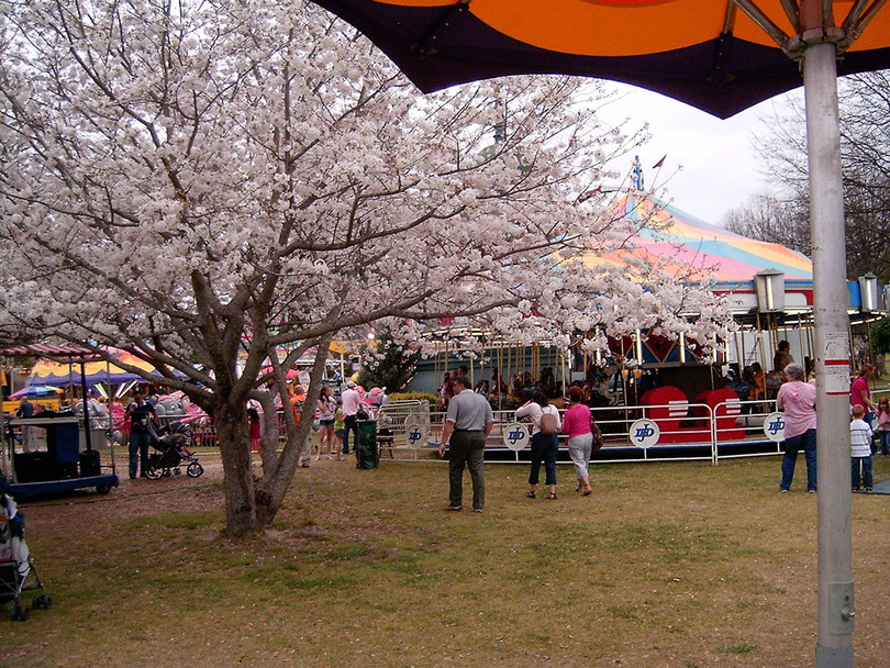 “Thủ đô hoa anh đào của thế giới” rực rỡ khi vào mùa