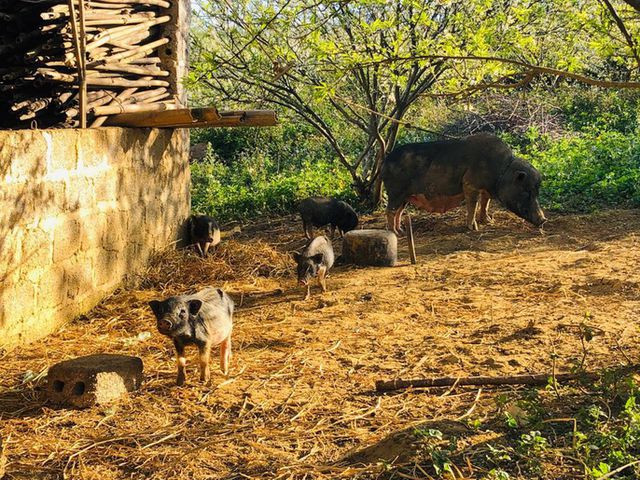 Mê mẩn những cánh đồng hoa đẹp như thiên đường ở Mộc Châu