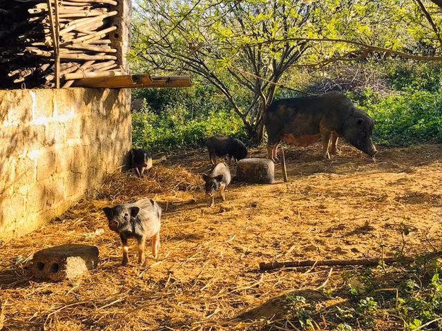 Mê mẩn những cánh đồng hoa đẹp như thiên đường ở Mộc Châu