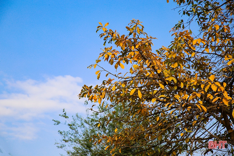 Ngỡ ngàng ngắm lộc vừng mùa thay lá ở Thành Sen