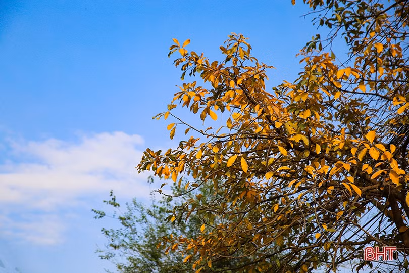 Ngỡ ngàng ngắm lộc vừng mùa thay lá ở Thành Sen