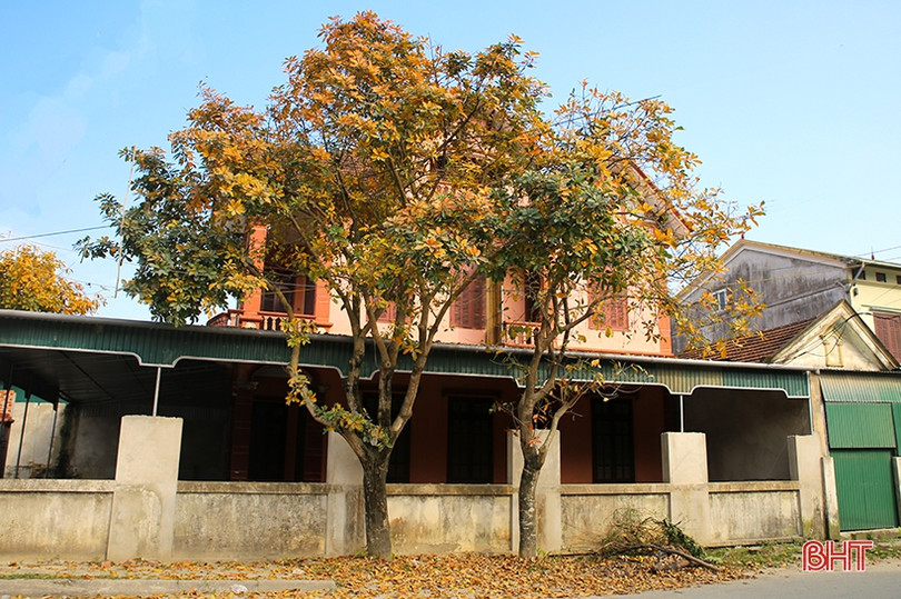 Ngỡ ngàng ngắm lộc vừng mùa thay lá ở Thành Sen