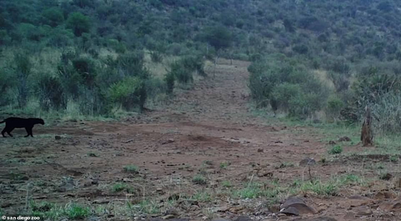 Cận cảnh con báo đen cực hiếm lần đầu tiên được phát hiện ở châu Phi trong 100 năm