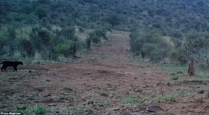 Cận cảnh con báo đen cực hiếm lần đầu tiên được phát hiện ở châu Phi trong 100 năm