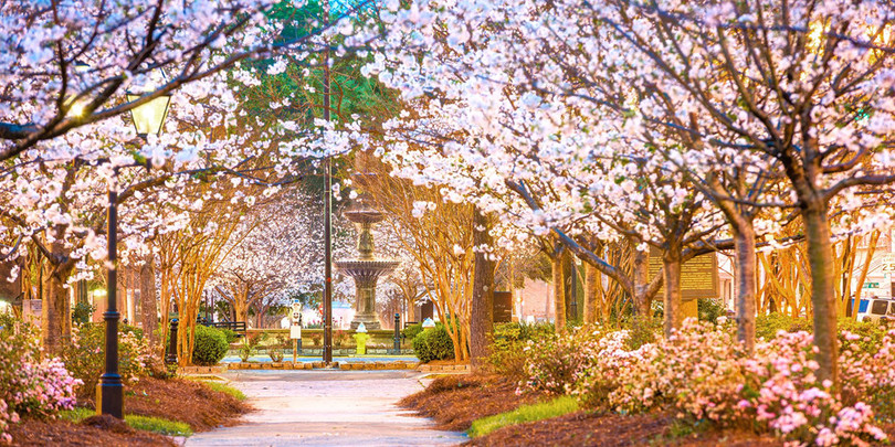 “Thủ đô hoa anh đào của thế giới” rực rỡ khi vào mùa