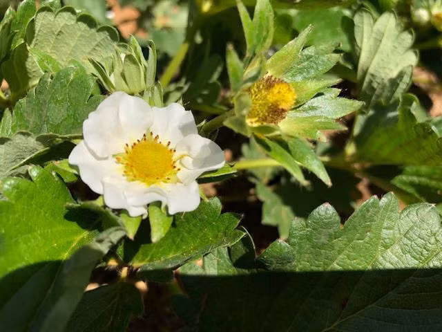 Mê mẩn những cánh đồng hoa đẹp như thiên đường ở Mộc Châu