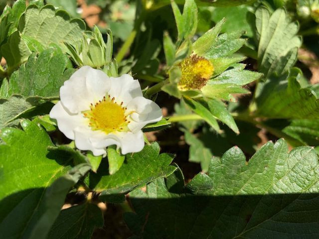 Mê mẩn những cánh đồng hoa đẹp như thiên đường ở Mộc Châu