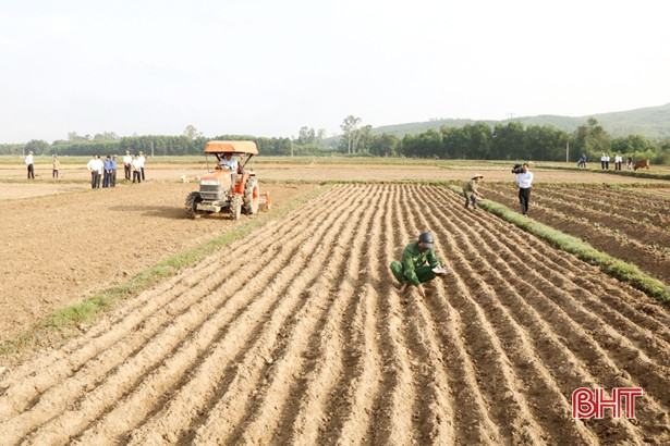 Nông dân Cẩm Xuyên xuống đồng gieo trỉa lạc, chăm sóc lúa xuân