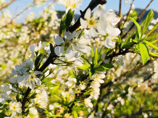 Mê mẩn những cánh đồng hoa đẹp như thiên đường ở Mộc Châu