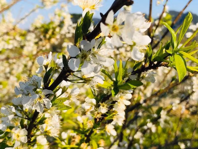 Mê mẩn những cánh đồng hoa đẹp như thiên đường ở Mộc Châu