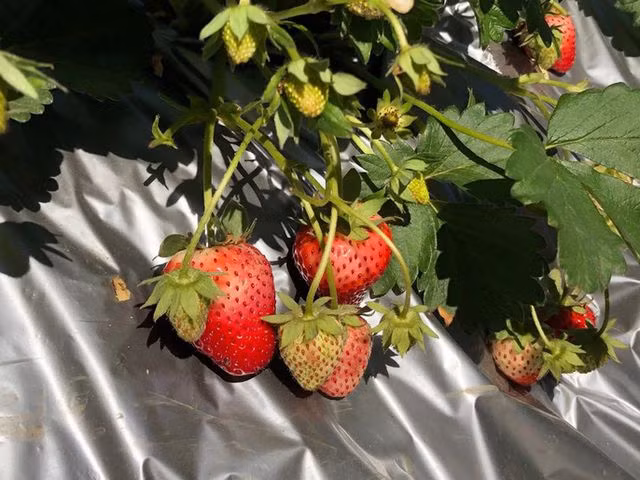 Mê mẩn những cánh đồng hoa đẹp như thiên đường ở Mộc Châu