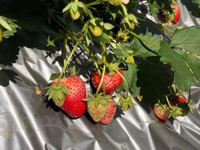 Mê mẩn những cánh đồng hoa đẹp như thiên đường ở Mộc Châu