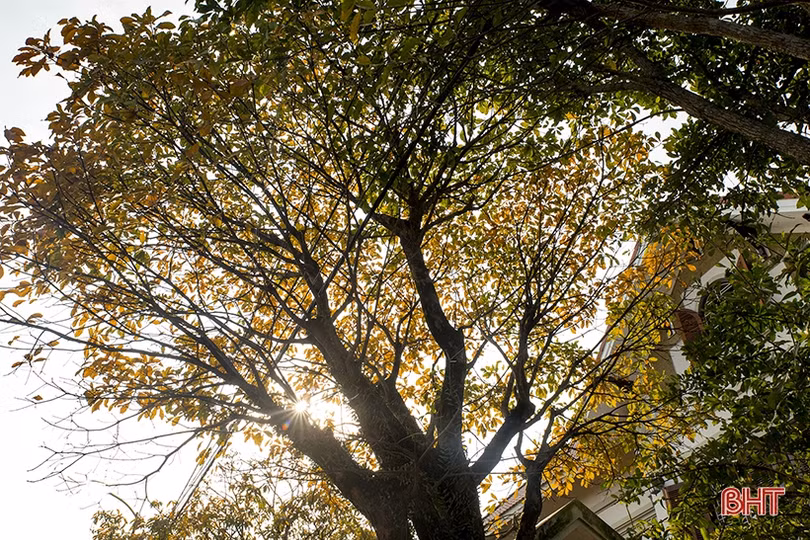 Ngỡ ngàng ngắm lộc vừng mùa thay lá ở Thành Sen