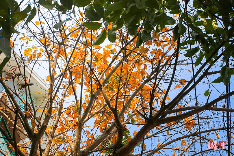 Ngỡ ngàng ngắm lộc vừng mùa thay lá ở Thành Sen