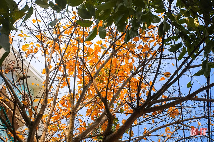 Ngỡ ngàng ngắm lộc vừng mùa thay lá ở Thành Sen