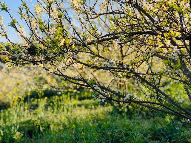 Mê mẩn những cánh đồng hoa đẹp như thiên đường ở Mộc Châu