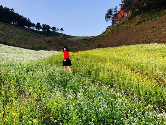 Mê mẩn những cánh đồng hoa đẹp như thiên đường ở Mộc Châu