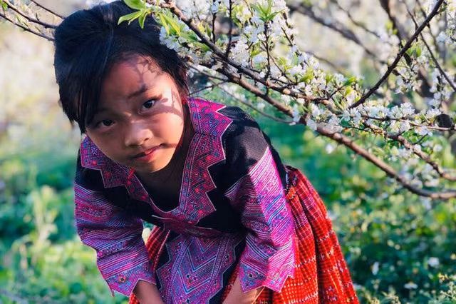 Mê mẩn những cánh đồng hoa đẹp như thiên đường ở Mộc Châu