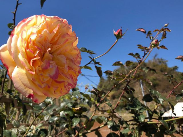 Mê mẩn những cánh đồng hoa đẹp như thiên đường ở Mộc Châu