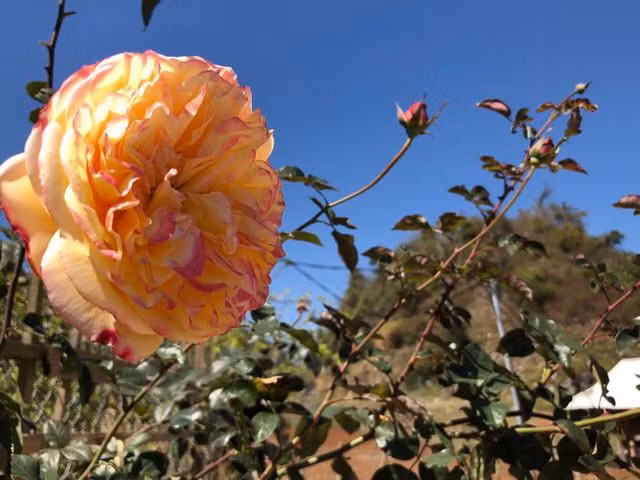 Mê mẩn những cánh đồng hoa đẹp như thiên đường ở Mộc Châu