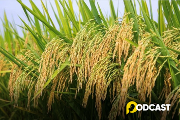 Podcast: Nhớ mùi thơm nếp rồng