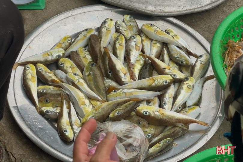 Độc tố có trong cá nóc là Tetrodotoxin, tập trung nhiều ở các bộ phận gan, da, lòng, buồng trứng... bqbht_br_ca-noc-toan2.png