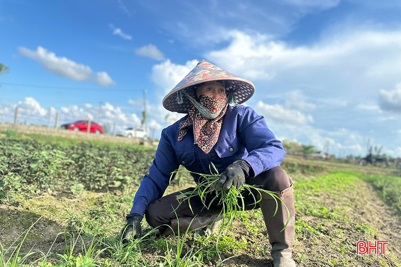 TDP La Xá hiện có hơn 15 hộ trồng rau gia vị. Để đảm bảo tiến độ trồng xen canh các loại rau, nhiều hộ còn thuê thêm nhân công là người tại địa phương hoặc từ các vùng khác. bqbht_br_rau-gia-vi2.png