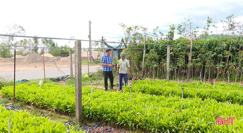 Các vườn ươm nhập thêm cây keo giống để phục vụ nhu cầu của người dân. bqbht_br_hop-cay.jpg
